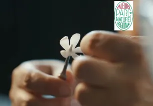 Les fleurs de Maelenn
